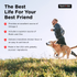 Skin & Coat Functional Biscuits for Dogs benefits