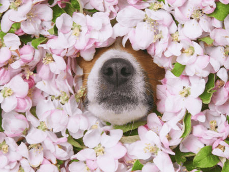 Allergies in Dogs: Unleashing the Itch and Finding Relief!