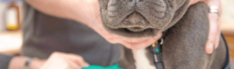 Canine Comfort: A Guide to Pain Relief & Aspirin for Dogs