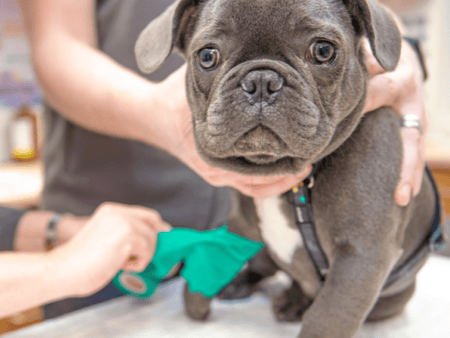 Canine Comfort: A Guide to Pain Relief & Aspirin for Dogs