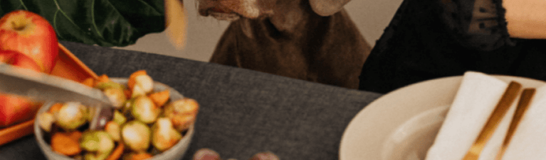 A Guide to Thanksgiving Food That Is Safe for Dogs