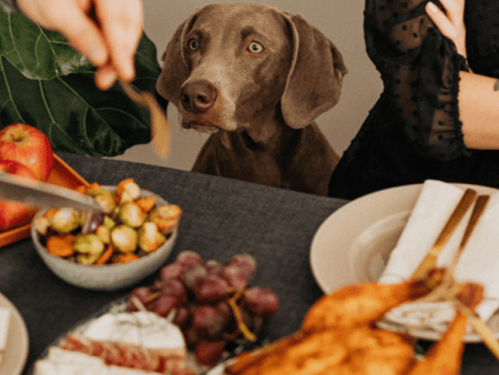 A Guide to Thanksgiving Food That Is Safe for Dogs