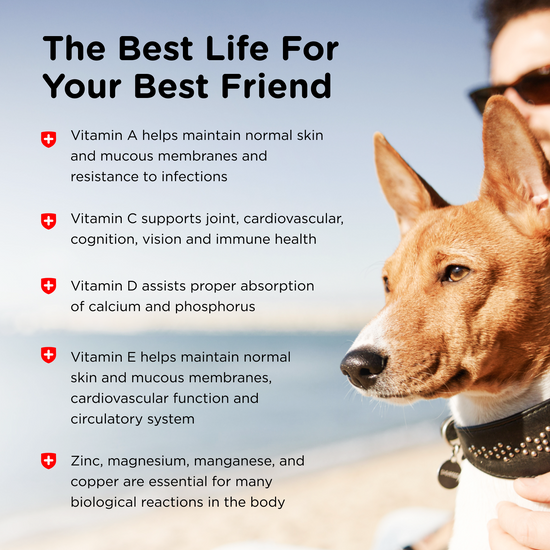 Vite Plus Adult-Vite Plus Soft Chews | Dog Vitamins | Nutri-Vet