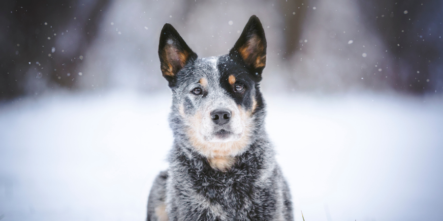beautiful winter dog with dry skin 