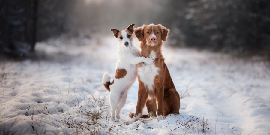 dogs worried about getting dry skin in the winter