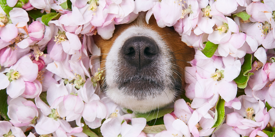 common dog allergies