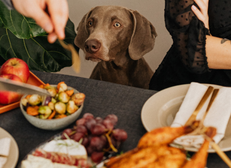 thanksgiving food that is safe for dogs cover photo